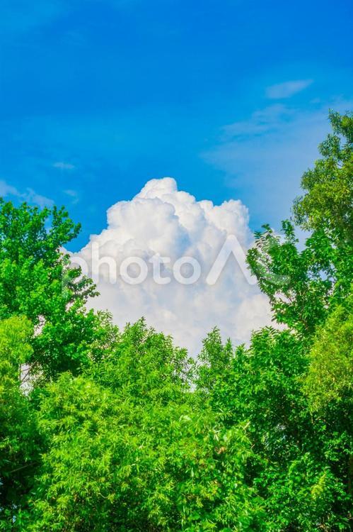 青空に映える緑と大きな雲 自然,水田,日本の写真素材