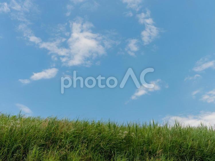 青空と新緑の景色 新緑,緑,植物の写真素材