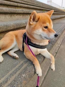 公園で休憩する柴犬! 公園で休憩する柴犬! 犬,シバ,柴犬の写真素材