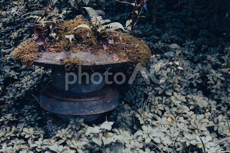 フィルム風の石灯籠 石灯籠,苔,フィルム風の写真素材