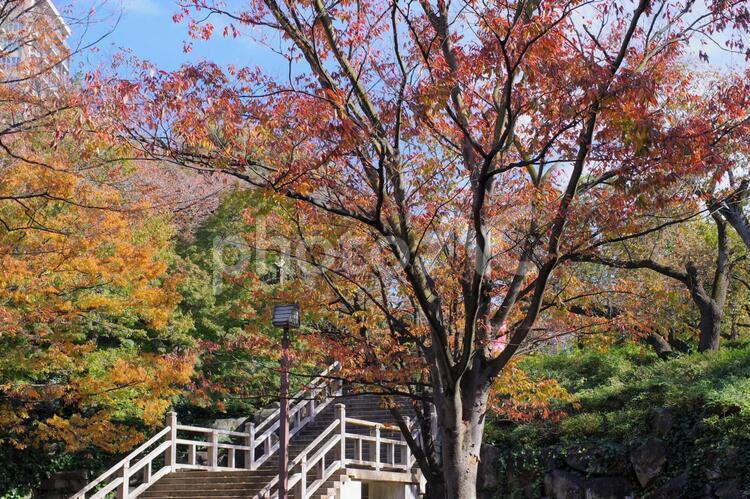 飛鳥山公園の紅葉 紅葉,飛鳥山公園,秋の写真素材
