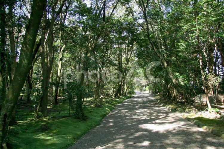 緑豊かな林の中を歩く 遊歩道,緑,森の写真素材
