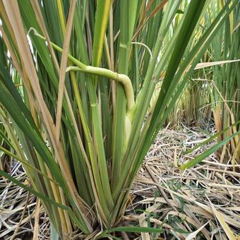 真菰 真菰,まこも,マコモの写真素材