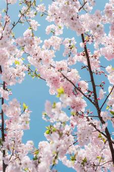 桜のアップ4 桜のアップ4の写真