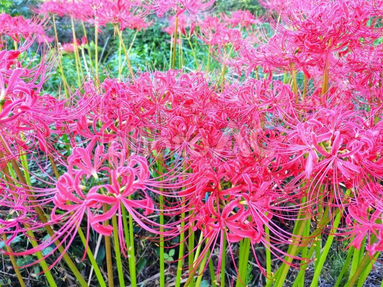 曼珠沙華（彼岸花）の群生 曼珠沙華,マンジュシャゲ,彼岸花の写真素材