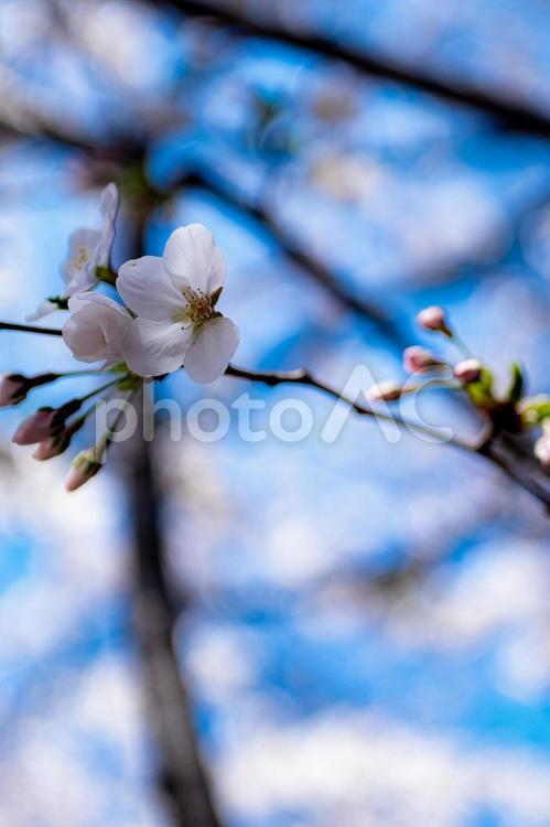 青空と白い桜の花 桜,さくら,青空の写真素材