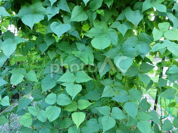壁面緑化　エコイメージ 壁面緑化,緑のカーテン,観葉植物の写真素材