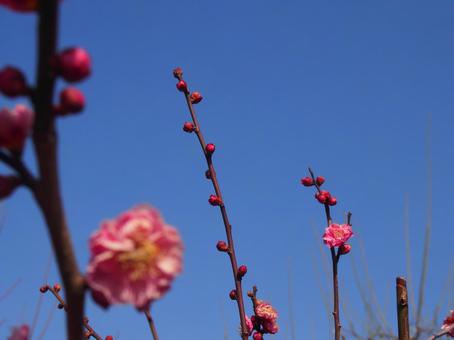 梅の花 梅の花の写真