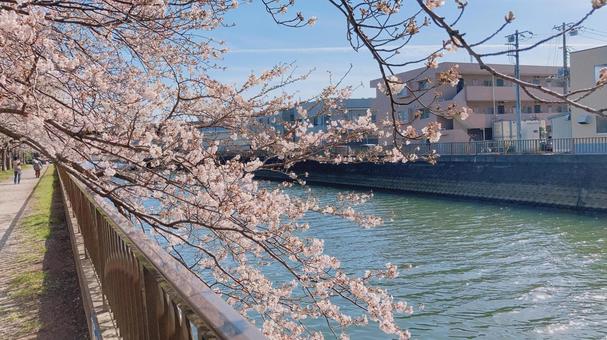 川沿いの桜の写真