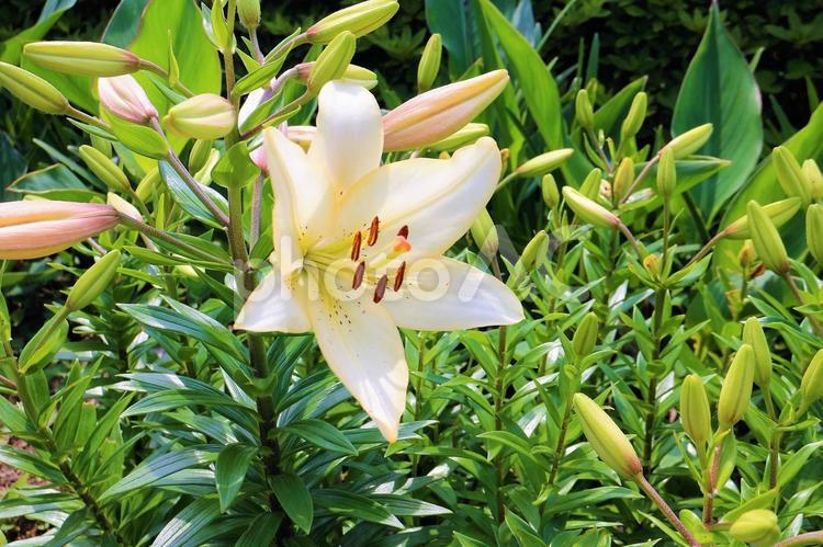 百合の花咲く５月 百合,百合の花,花の写真素材