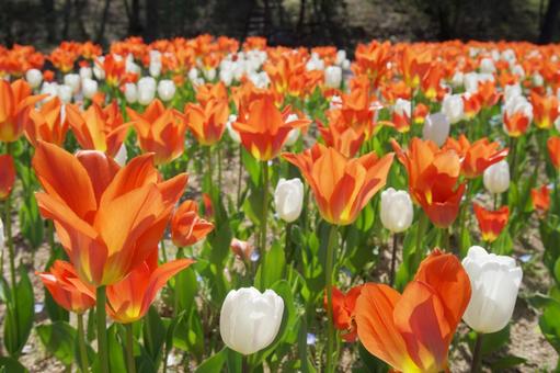 チューリップ畑 チューリップ畑 チューリップ,花畑,花の写真素材