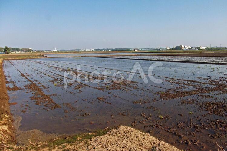 田植え前の水田 水田,田んぼ,農地の写真素材