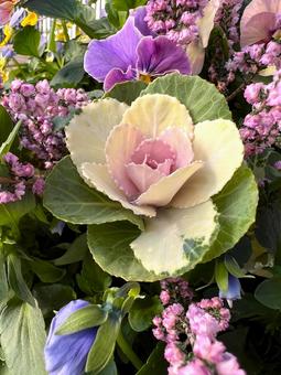 ハボタンの寄せ植え ハボタン,寄せ植え,ガーデニングの写真素材