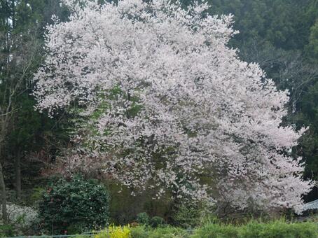 満開の大木の桜 満開の大木の桜の写真