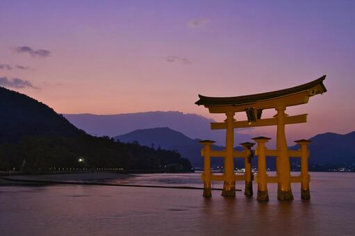 宮島：厳島神社・大鳥居・夕焼け 宮島,厳島神社,日本三景の写真素材