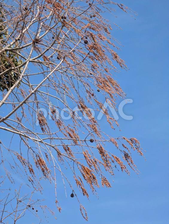 美しい青い空と木の枝と茶色の葉 枝,木,冬の写真素材