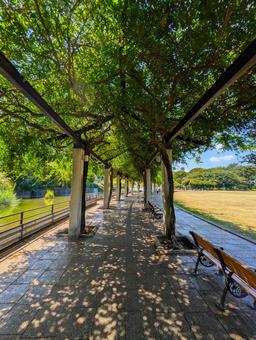 アーチ アーチ 自然,公園,日射しの写真素材
