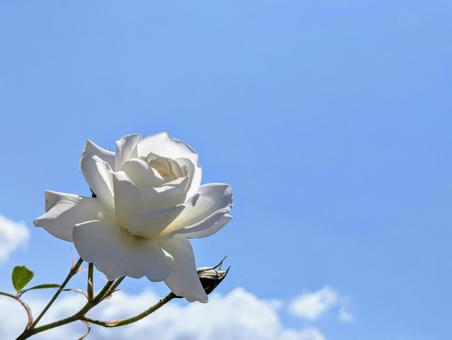 青空と白い薔薇 植物,バラ,薔薇の写真素材
