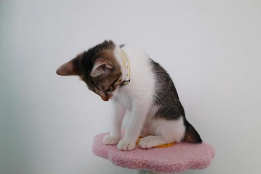 子猫R 子猫,ネコ,ねこの写真素材