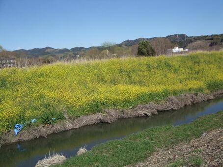 菜の花 菜の花の写真