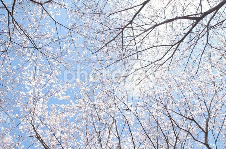 満開のサクラを下から見上げる サクラ,満開,見上げるの写真素材