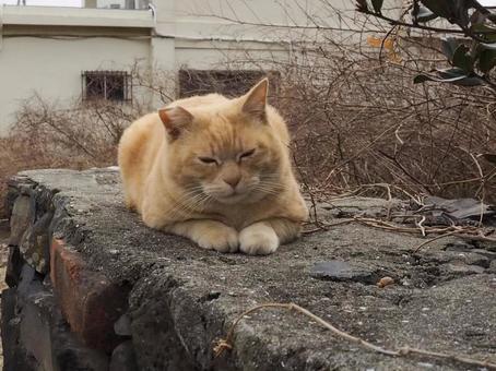 にゃんこ にゃんこの写真