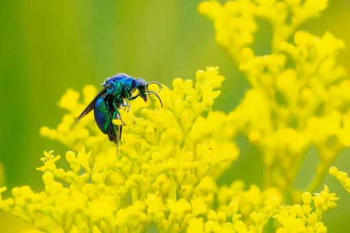 オオセイボウ(33) オオセイボウ(33) 蜂,オオセイボウ,宝石蜂の写真素材