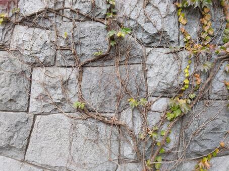 蔦 蔦,葉,植物の写真素材