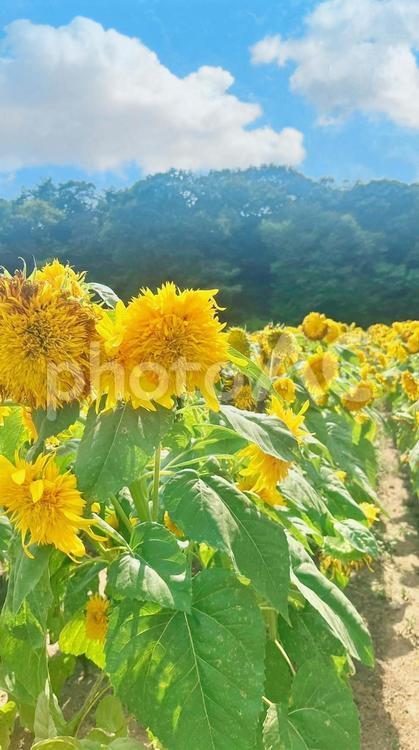 青い空とひまわり（縦画面） ひまわり,花畑,青空の写真素材
