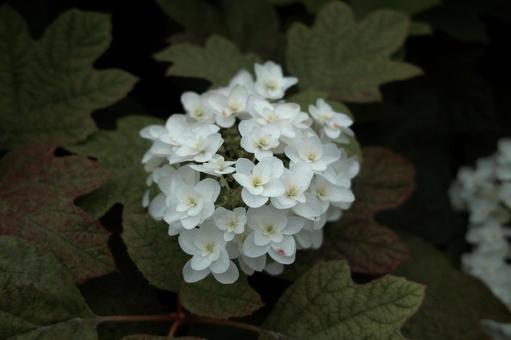 Photo, hydrangea, flower, plant, 