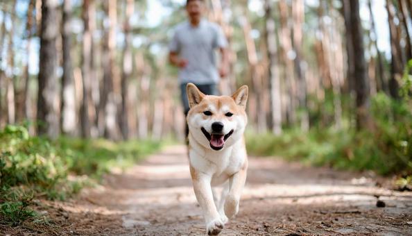 清々しい空気の森を笑顔で走る犬と飼い主 清々しい空気の森を笑顔で走る犬と飼い主の写真