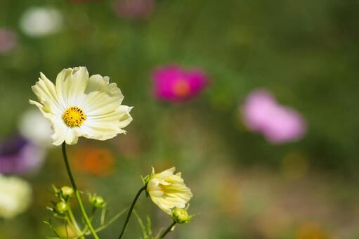 やさしい彩りの黄色いコスモス コスモス,秋桜,オオハルシャギクの写真素材