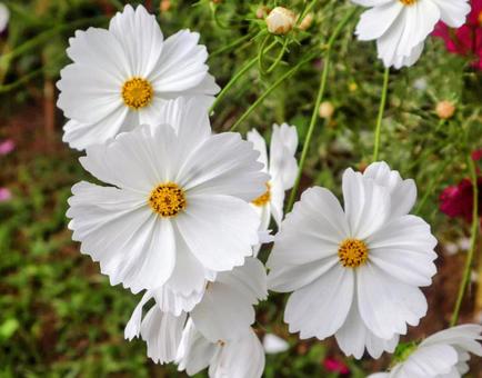 優しい明るさ コスモス,花,flowerの写真素材