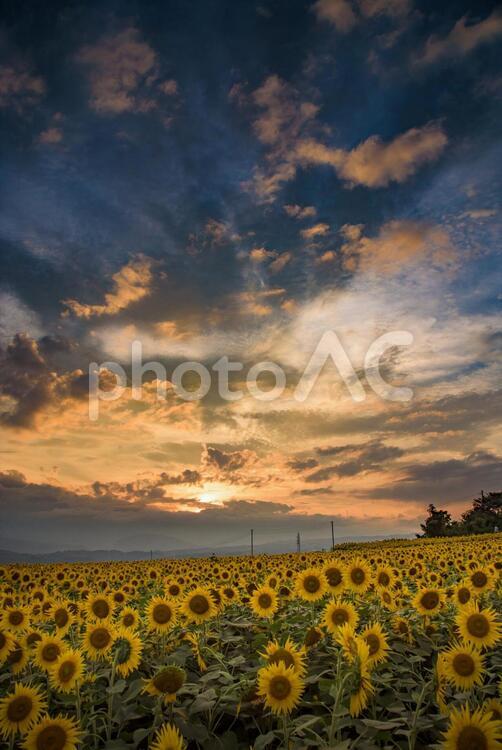 ひまわり畑の夕暮れ【縦構図】 ひまわり,空,夕暮れの写真素材