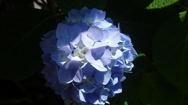 Photo, early summer, hydrangea, rainy season, 