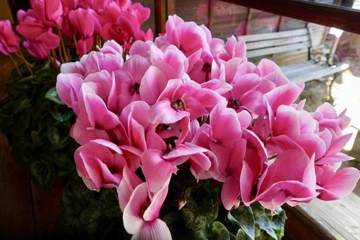 シクラメン シクラメンの写真