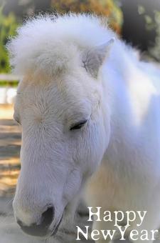 白いポニー(年賀状)の写真