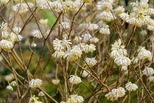 春の訪れを告げるミツマタの花 ミツマタ,花,春の写真素材
