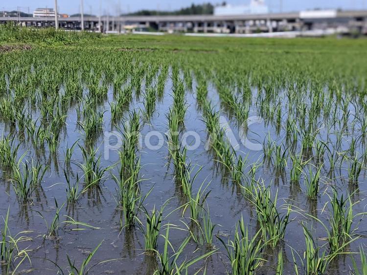 田んぼの稲穂　その5 田んぼ,農家,稲の写真素材