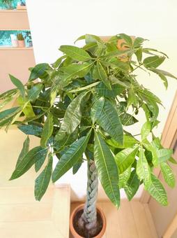 大型観葉植物　パキラ 編込み 10号鉢 大型観葉植物,パキラ,リビングの写真素材
