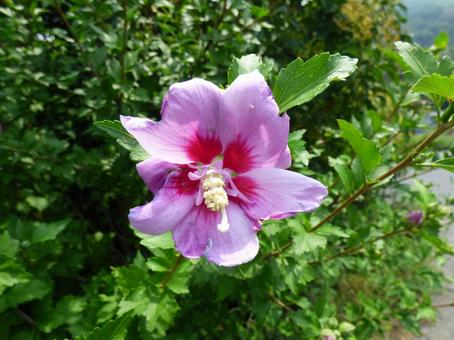Rose of Sharon 002, JPG