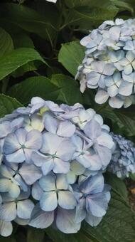 控えめな淡い青い紫陽花 控えめな淡い青い紫陽花の写真