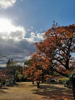 秋の公園 秋の公園の写真
