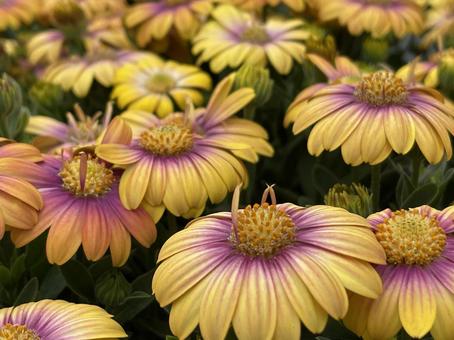 満開に咲き誇る四季の綺麗な花写真 満開に咲き誇る四季の綺麗な花写真の写真