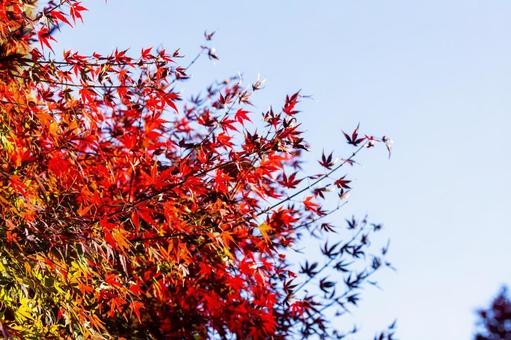 紅葉 紅葉の写真