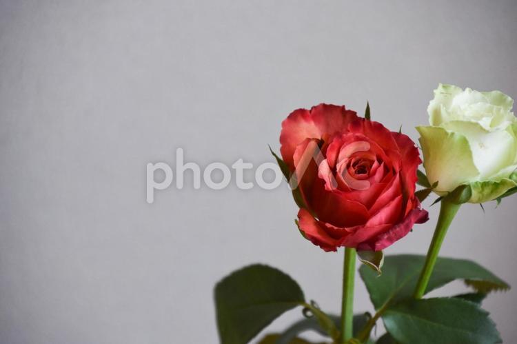 赤と緑のばら 薔薇,ばら,緑の写真素材