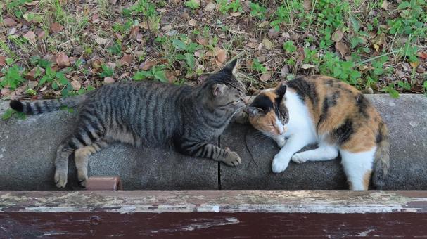 ラブラブでもふもふな三毛猫たちの夕涼み 三毛猫,猫,キジトラの写真素材