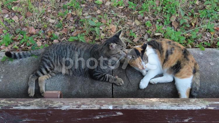 ラブラブでもふもふな三毛猫たちの夕涼み 三毛猫,猫,キジトラの写真素材