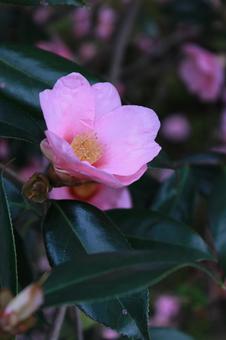 椿 椿,花,和風の写真素材