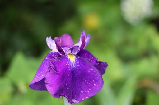 雨に濡れる濃紫のハナショウブ ハナショウブ,花菖蒲,紫の写真素材